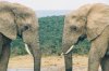 elephants-facing-each-other-in-Addo-Park-Eastern-Cape-South-Africa-WL.jpg